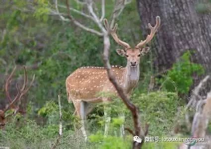 中國(guó)民族品牌有哪些 中國(guó)民族品牌有哪些