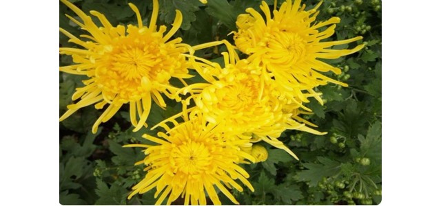 “中國菊花之鄉(xiāng)”，安陽市林州市茶店鎮(zhèn)太行菊花